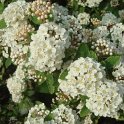 Spiraea x vanhouttei